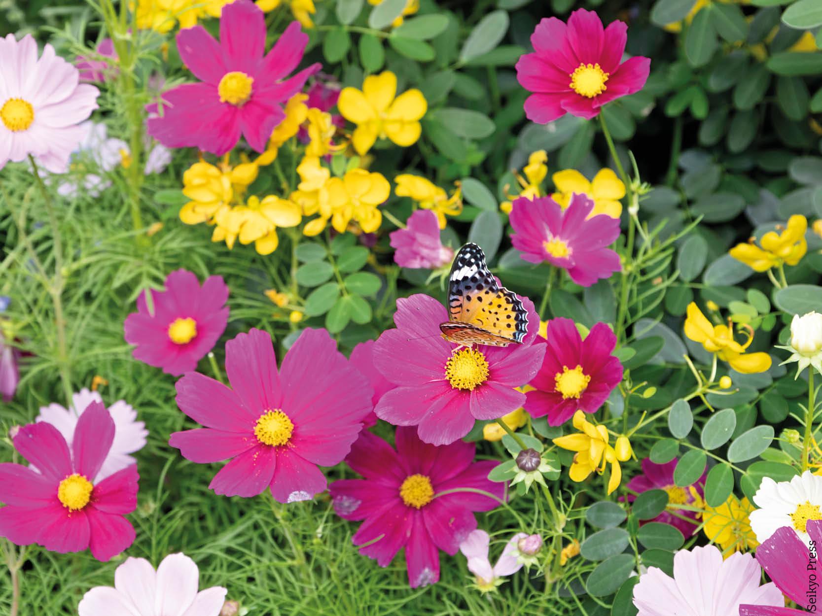 immagine di copertina