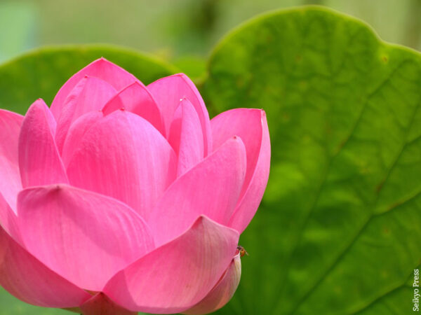 Foto di un fiore di loto scattata da Daisaku Ikeda